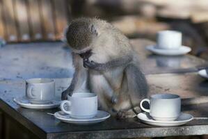 vervet singe, kruger nationale parc, sud Afrique photo