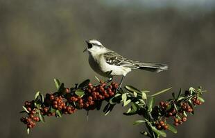 blanc bagué oiseau moqueur , la la pampa province, patagonie forêt, Argentine. photo