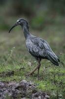 plombé ibis, theristicus caérulescens, Pantanal, mato grossièrement, Brésil. photo