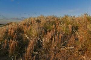 pampa herbe paysage, la la pampa province, patagonie, Argentine. photo