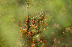 piquiline, endémique sauvage des fruits dans le pampa forêt, patagonie, Argentine photo