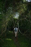 jungle, près Père Noël lucia estuaire, sud Afrique photo