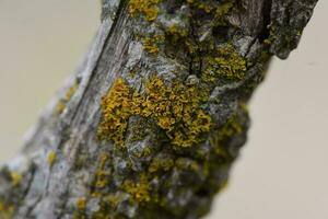 les lichens attaché à une arbre bifurquer, la la pampa province, patagonie, Argentine. photo