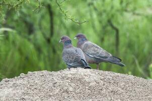 picazuro pigeon, la la pampa Province , Argentine. photo