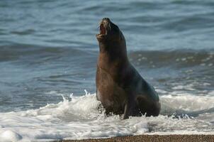 mer Lion , patagonie , Argentine photo