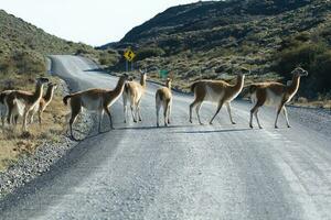 guanacos pâturage,torres del paine nationale parc, patagonie, Chili. photo