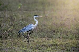 blanc cou héron dans prairie environnement, pantanal , Brésil photo