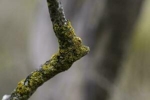 les lichens attaché à une arbre bifurquer, la la pampa province, patagonie, Argentine. photo