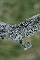 les lichens attaché à une arbre bifurquer, la la pampa province, patagonie, Argentine. photo