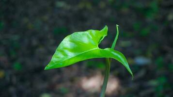 La Flèche arum dans le jardin photo