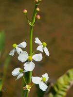 sagittaire lancifolia dans le jardin photo