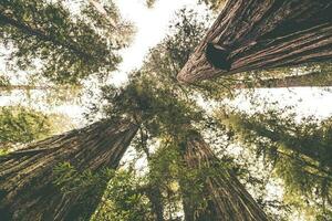 le séquoia endroit photo
