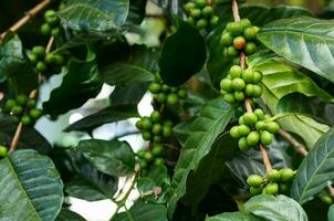 café des haricots sur branche de café usine, dans Thaïlande photo