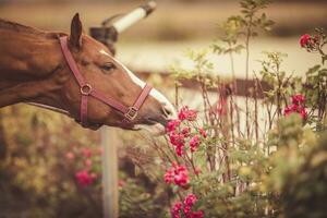 cheval reniflement fleurs photo