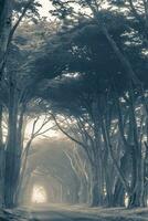 scénique brumeux des arbres ruelle photo