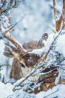 Arizona hiver mule cerf photo