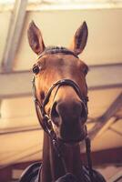 content marron cheval portrait dans une Grange. photo
