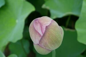 lotus fleur tête photo