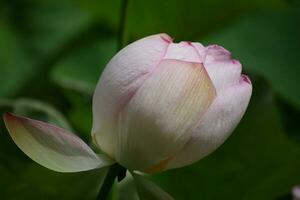 lotus fleur tête photo