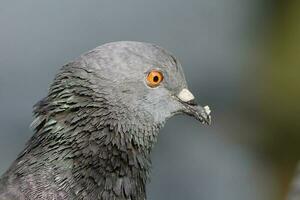 Pigeon dans profil photo