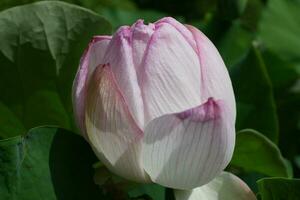 fleur de lotus en fleur photo