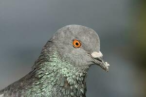 Pigeon de le côté photo