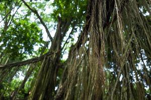 tees à la forêt des singes d'ubud