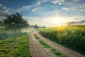 pays route et tournesols photo