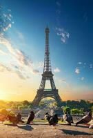 Eiffel la tour et colombes photo