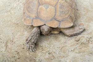 tortue géante d'Aldabra photo