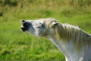 marrant sauvage cheval photo