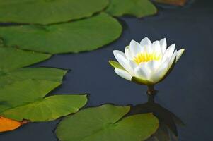 nénuphar dans un étang photo