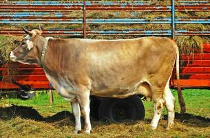 vache en mangeant foins dans une ferme photo