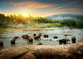 éléphants dans sri lanka photo