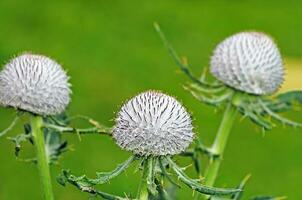 chardon fleurs sur vert Contexte photo