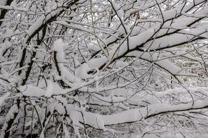 branches et arbuste avec lot de neige pendant randonnée photo