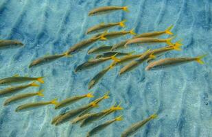 lot de peu Jaune vert des poissons dans clair l'eau dans marsa alam photo