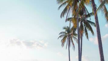 tropical paume arbre sur bleu ciel avec Soleil et nuage dans été Contexte. photo