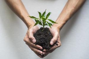 main humaine plantant un arbre sur fond blanc, sauvez le concept de la terre photo