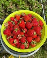 juteux grand des fraises dans une été chalet jardin terrain photo