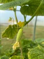 variété de blanc concombre grandit dans une serre photo