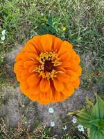 Orange dahlia grandit dans le jardin photo