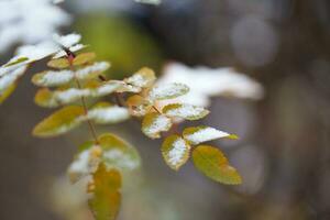 bruyère feuilles couvert par neige. photo