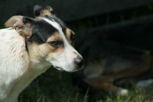 pack de sauvage chiens sur le rue dans le village photo