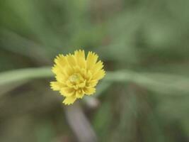 été fleur fermer dans le jardin photo