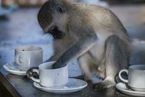 vervet singe, kruger nationale parc, sud Afrique photo