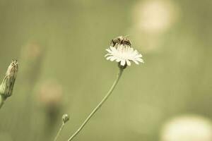 abeille sur une sauvage fleur, patagonie photo