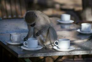 vervet singe, kruger nationale parc, sud Afrique photo