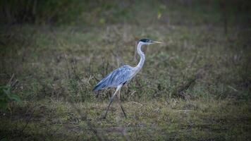 blanc cou héron dans prairie environnement, pantanal , Brésil photo