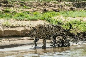 jaguar en marchant sur le banques de le cuiaba Rivière, Pantanal, Brésil photo
